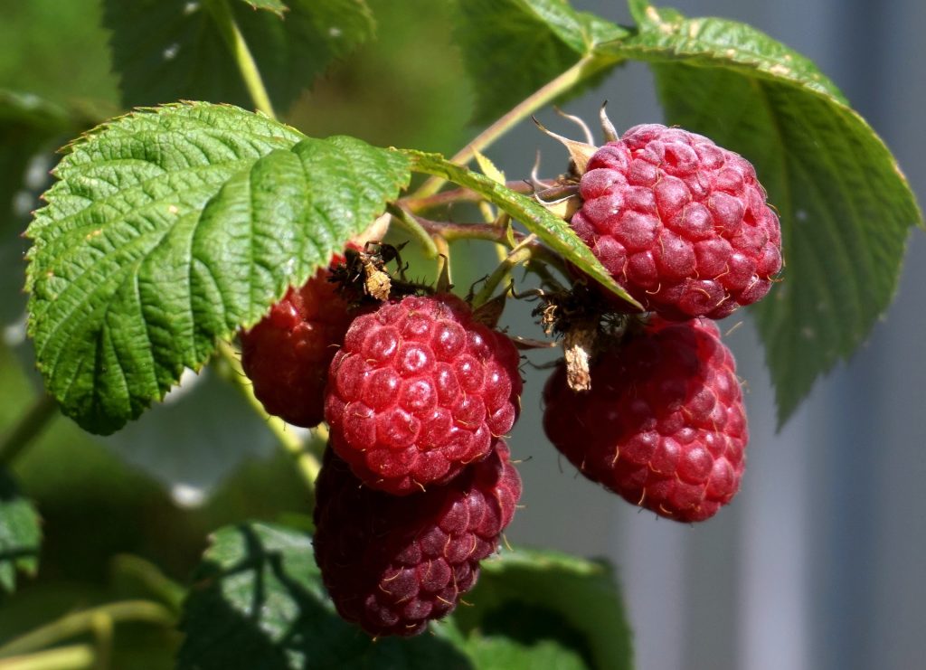 Les_bienfaits_des_framboises_:_Les_framboises_rouges_et_leurs_feuilles