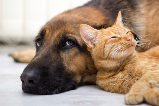 close up, cat and dog together lying on the floor